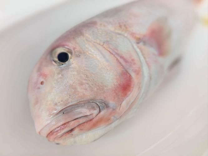 馬來(lái)魚圖片，皮頷馬來(lái)西亞的“魚皇”是什么魚呢酷似軍魚連魚鱗也能吃