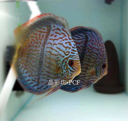 馬來(lái)魚圖片，皮頷馬來(lái)西亞的“魚皇”是什么魚呢酷似軍魚連魚鱗也能吃