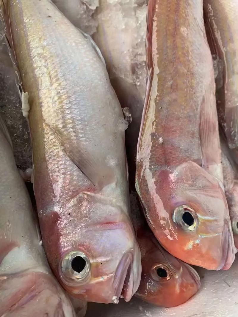 馬來(lái)魚圖片，皮頷馬來(lái)西亞的“魚皇”是什么魚呢酷似軍魚連魚鱗也能吃