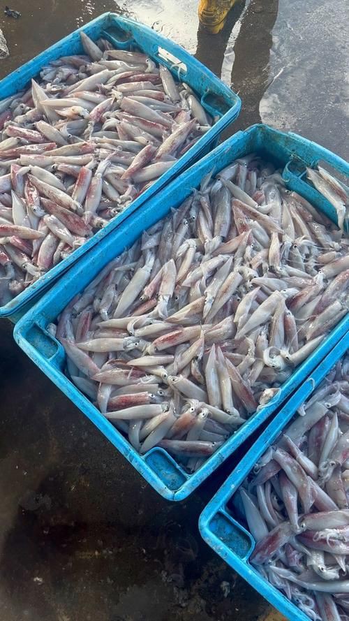 馬來(lái)魚圖片，皮頷馬來(lái)西亞的“魚皇”是什么魚呢酷似軍魚連魚鱗也能吃