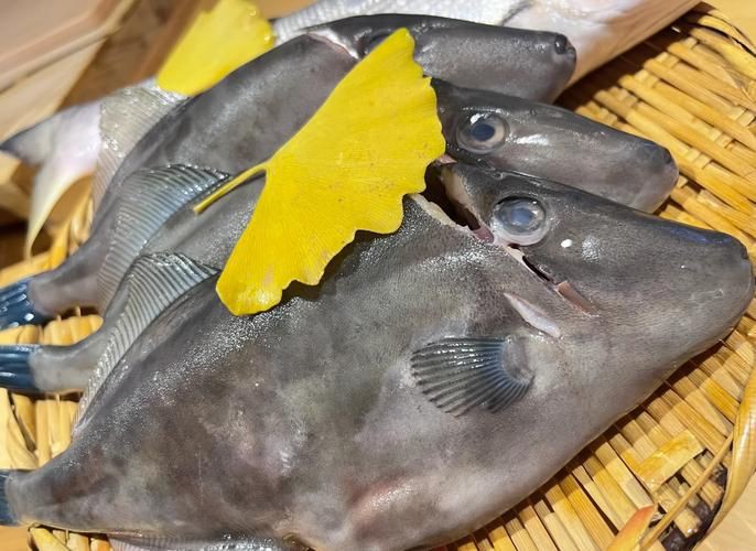 馬來(lái)魚圖片，皮頷馬來(lái)西亞的“魚皇”是什么魚呢酷似軍魚連魚鱗也能吃