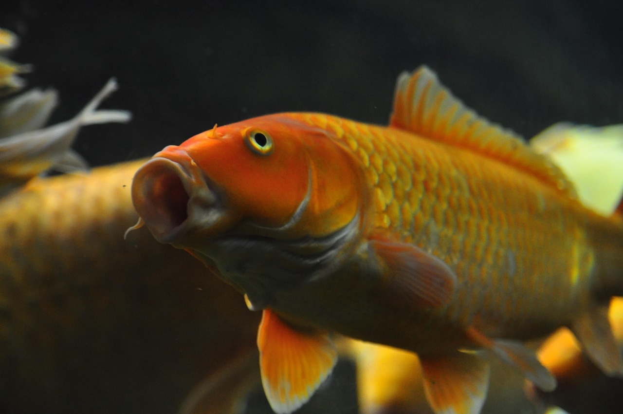 遼源龍魚魚缸，一方水世界的藝術與匠心
