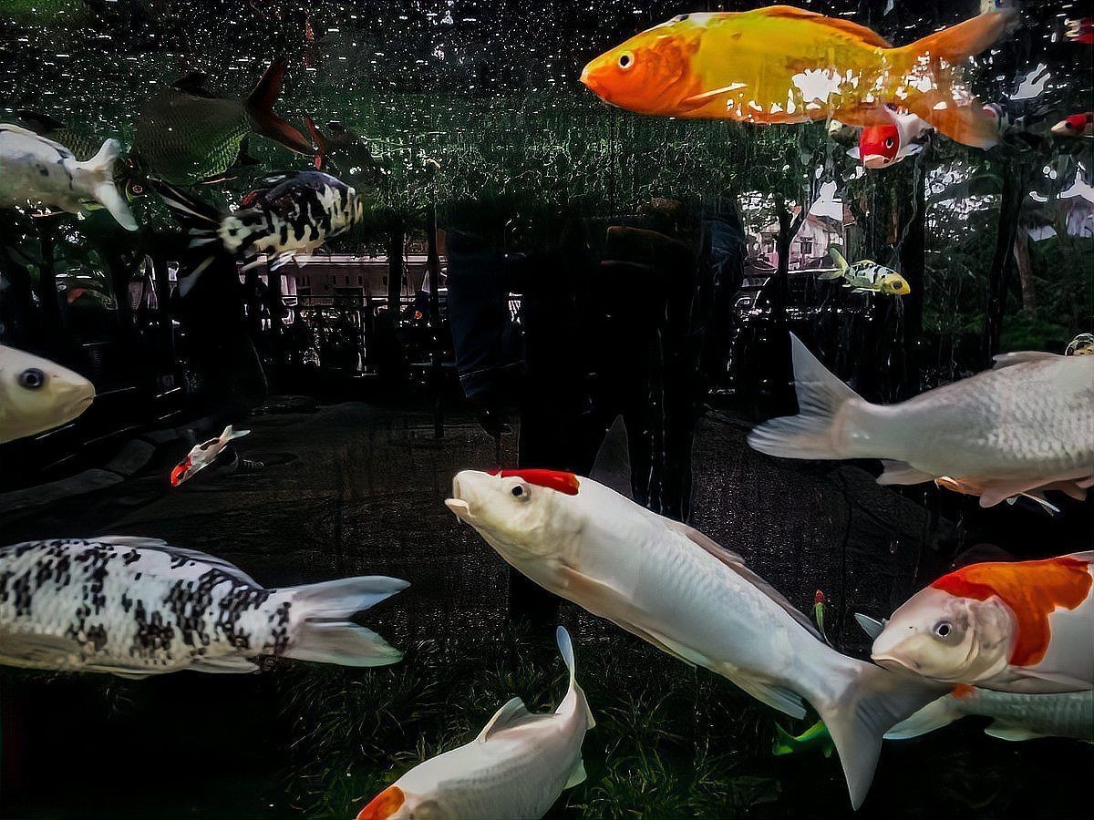 有哪些替代魚(yú)種可以考慮？，哪些淡水魚(yú)可以替代海魚(yú)？