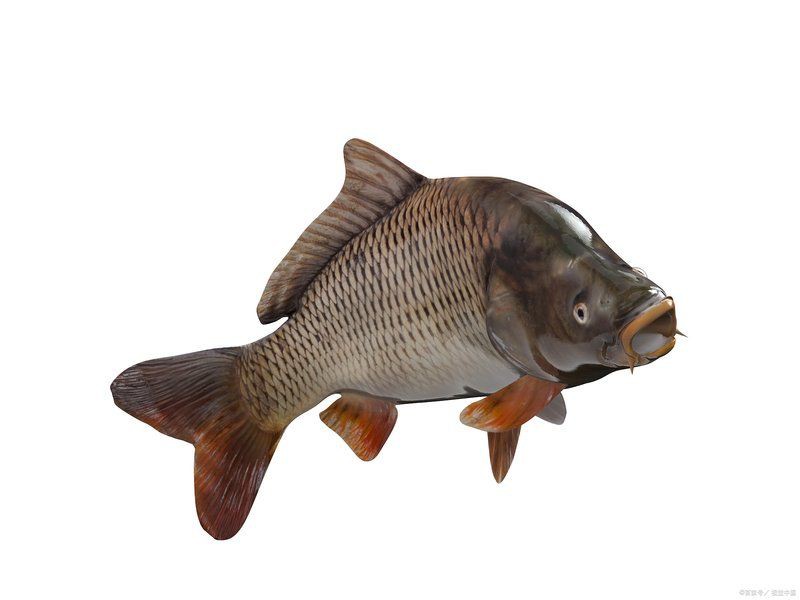 有哪些替代魚(yú)種可以考慮？，哪些淡水魚(yú)可以替代海魚(yú)？