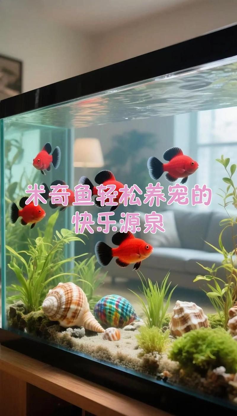 米奇魚吃不吃剛生下來的小魚，《米奇魚是否食用剛出生的小魚》 米奇魚吃不吃剛生下來的小魚，《米奇魚是否食用剛出生的小魚》 龍魚百科 第5張