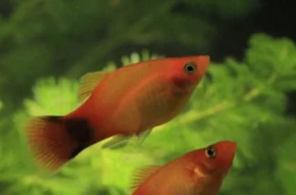 米奇魚吃不吃剛生下來的小魚，《米奇魚是否食用剛出生的小魚》 米奇魚吃不吃剛生下來的小魚，《米奇魚是否食用剛出生的小魚》 龍魚百科 第1張