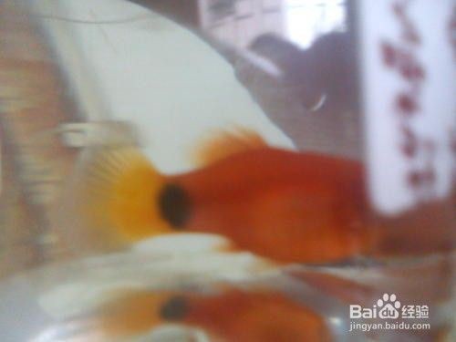 米奇魚吃不吃剛生下來的小魚，《米奇魚是否食用剛出生的小魚》 米奇魚吃不吃剛生下來的小魚，《米奇魚是否食用剛出生的小魚》 龍魚百科 第2張