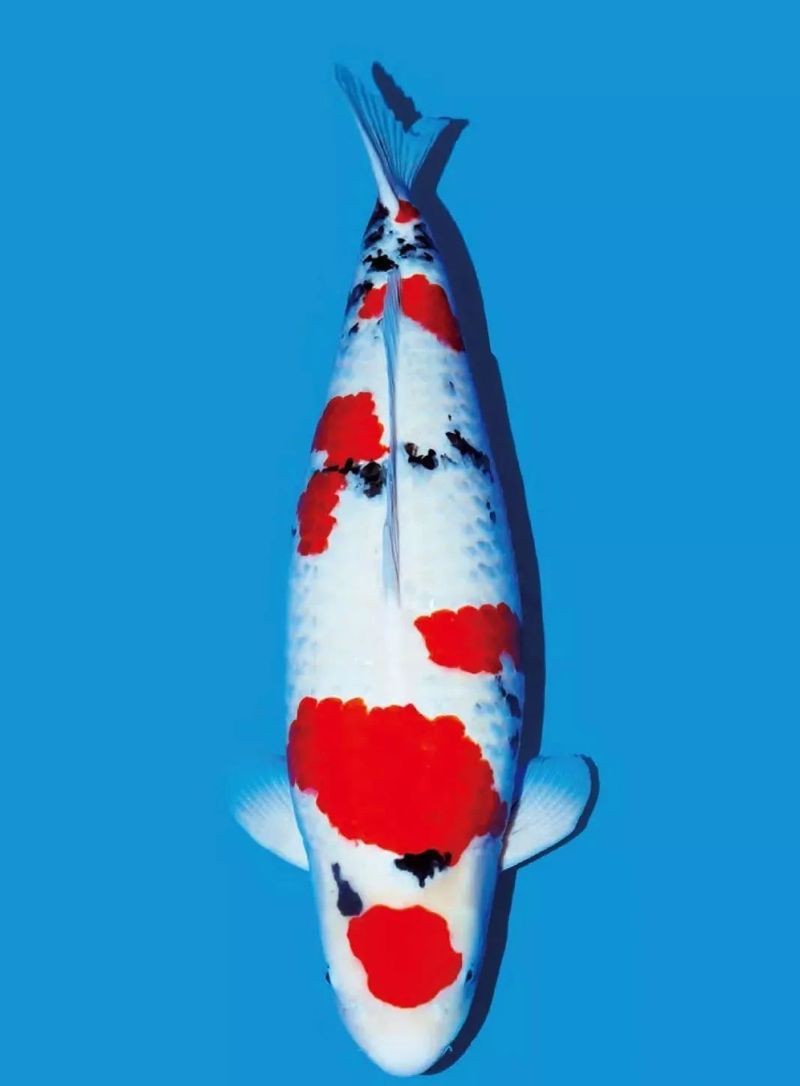 魚身上被咬爛了怎么辦，寵物小黑魚被咬爛了怎么辦魚尾巴被咬爛了怎么辦