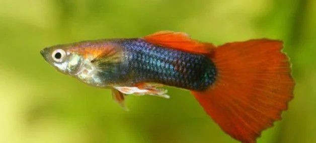 魚身上被咬爛了怎么辦，寵物小黑魚被咬爛了怎么辦魚尾巴被咬爛了怎么辦