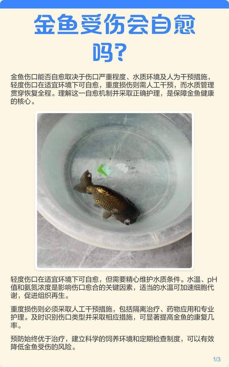 魚身上被咬爛了怎么辦，寵物小黑魚被咬爛了怎么辦魚尾巴被咬爛了怎么辦