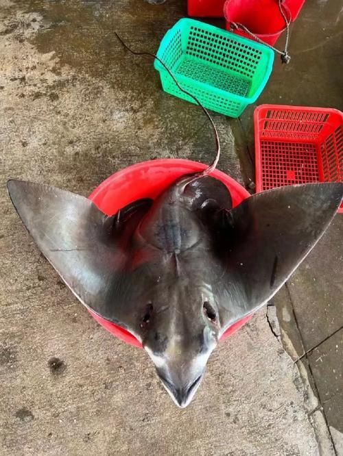 魔鬼魚圖片大全大圖，“魔鬼魚圖片大全大圖”匯集了海量高清視覺素材