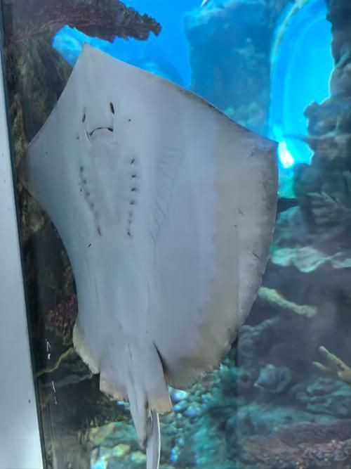 魔鬼魚圖片大全大圖，“魔鬼魚圖片大全大圖”匯集了海量高清視覺素材