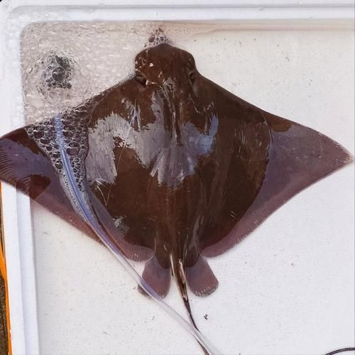 魔鬼魚圖片大全大圖，“魔鬼魚圖片大全大圖”匯集了海量高清視覺素材