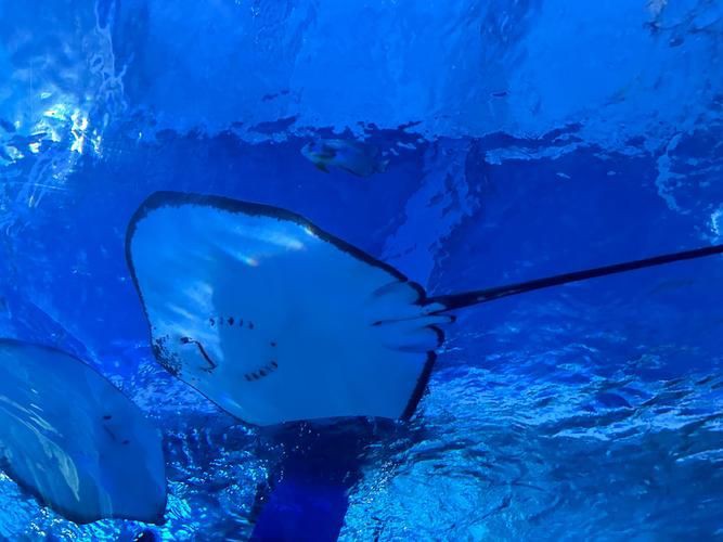 魔鬼魚圖片大全大圖，“魔鬼魚圖片大全大圖”匯集了海量高清視覺素材