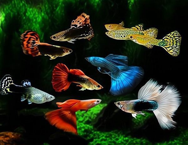 永州魚缸店，永州市冷水灘區新時尚生態水族店2025年水族魚缸市場趨勢