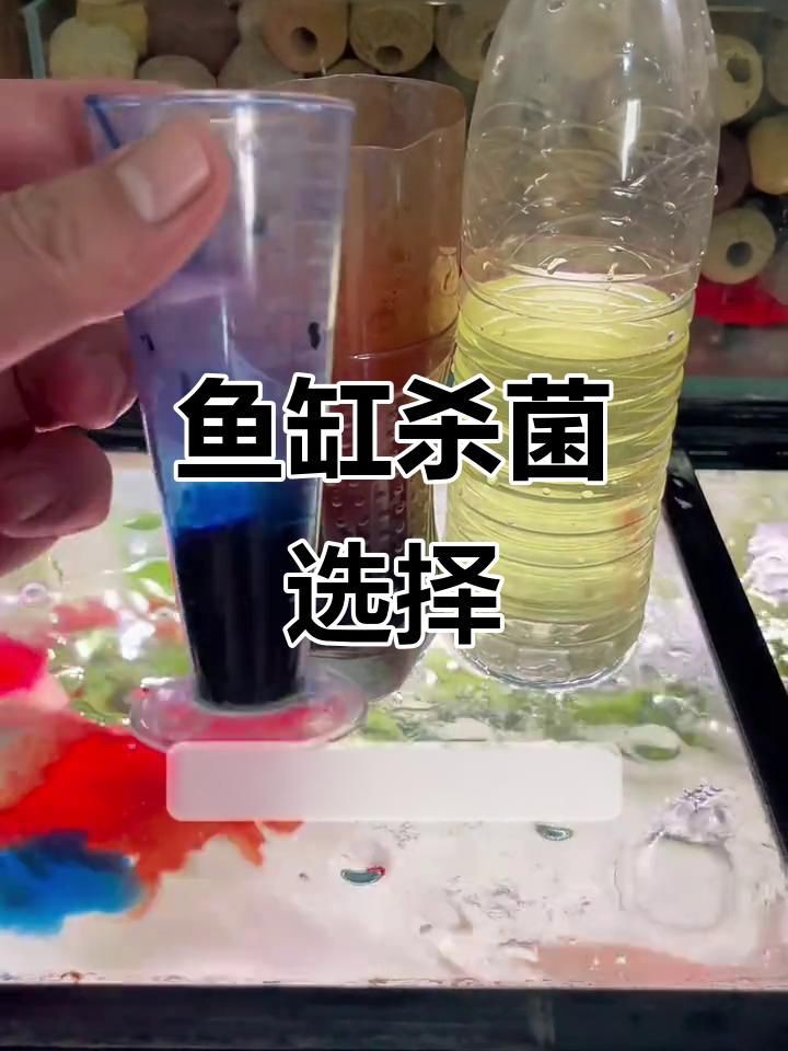 魚缸用什么殺菌消毒最好，新魚入缸前必備消毒步驟高錳酸鉀輕松去除病菌全民小視頻