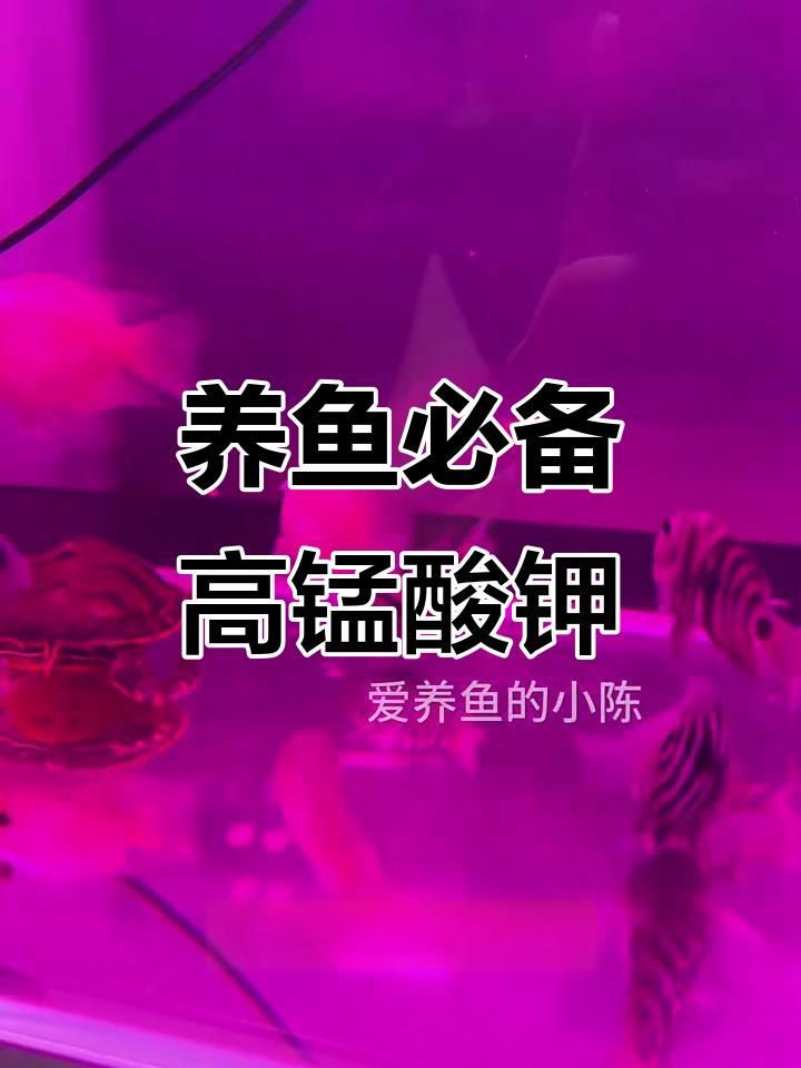 魚缸用什么殺菌消毒最好，新魚入缸前必備消毒步驟高錳酸鉀輕松去除病菌全民小視頻