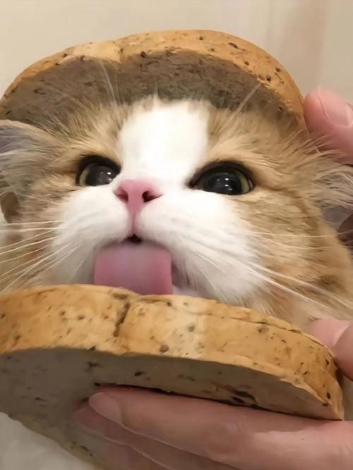 貓圖片100張，20張“憨貓”圖片,真的太歡樂了!