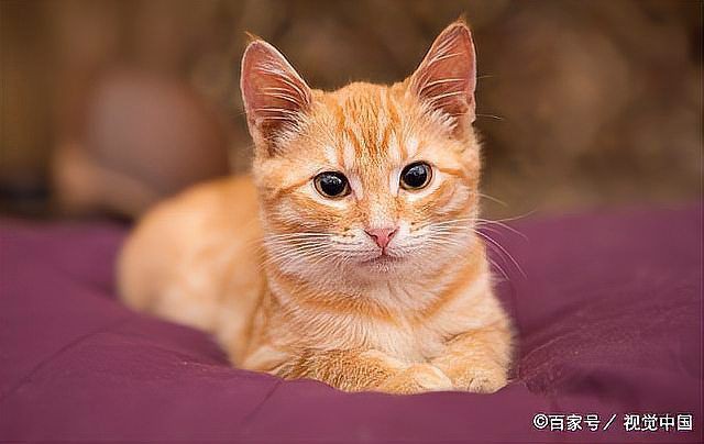 貓圖片100張，20張“憨貓”圖片,真的太歡樂了!