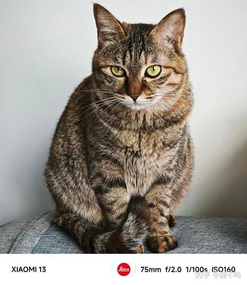 貓圖片100張，20張“憨貓”圖片,真的太歡樂了!