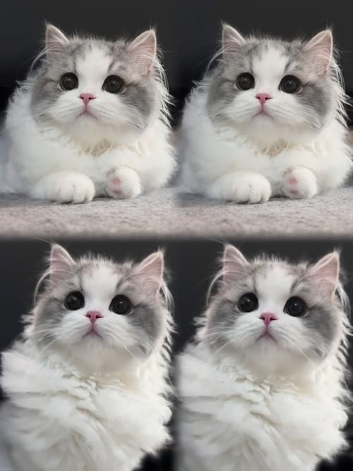 貓圖片100張，20張“憨貓”圖片,真的太歡樂了!