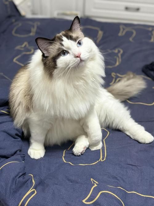 貓圖片100張，20張“憨貓”圖片,真的太歡樂了!