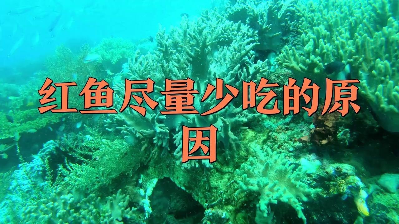 紅麒麟紅龍魚為何要少吃，《紅麒麟紅龍魚為何要少吃》