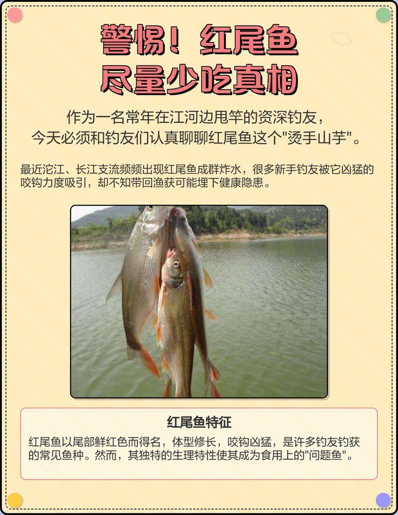 紅尾魚一年能長多少斤，紅尾魚在什么環境下生長最快