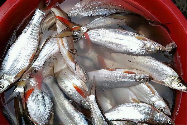 紅尾魚一年能長多少斤，紅尾魚在什么環境下生長最快