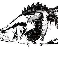 紅尾魚一年能長多少斤，紅尾魚在什么環境下生長最快