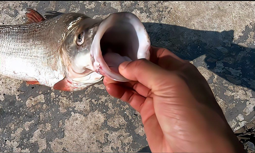紅尾魚一年能長多少斤，紅尾魚在什么環境下生長最快