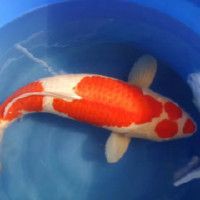 魚爛尾土霉素泡了三天，三天土霉素泡水為何頻發(fā)三步急救三步急救法助你挽回損失