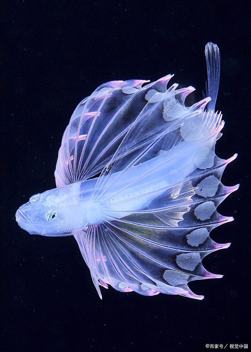 魚爛尾土霉素泡了三天，三天土霉素泡水為何頻發(fā)三步急救三步急救法助你挽回損失