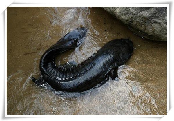 加查龍魚店，加查龍魚店加查龍魚店地址在哪里加查龍魚店有哪些特色品種 加查龍魚店，加查龍魚店加查龍魚店地址在哪里加查龍魚店有哪些特色品種 全國水族館企業(yè)名錄 第1張