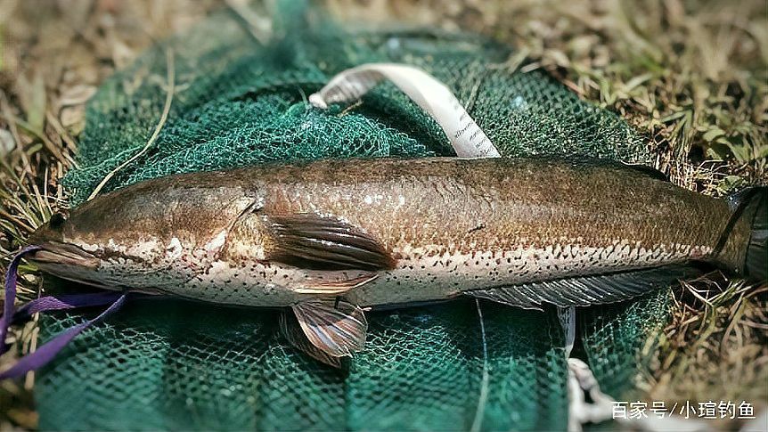 七星魚為什么沒人吃，七星魚消費受限且價格高的七星魚消費受限的原因是什么