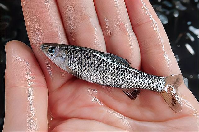 七星魚為什么沒人吃，七星魚消費受限且價格高的七星魚消費受限的原因是什么