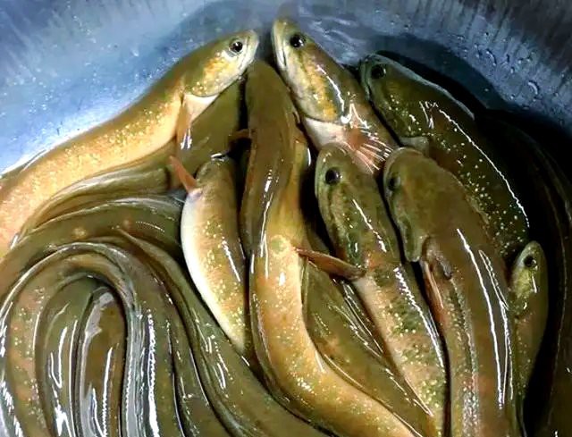七星魚為什么沒人吃，七星魚消費受限且價格高的七星魚消費受限的原因是什么
