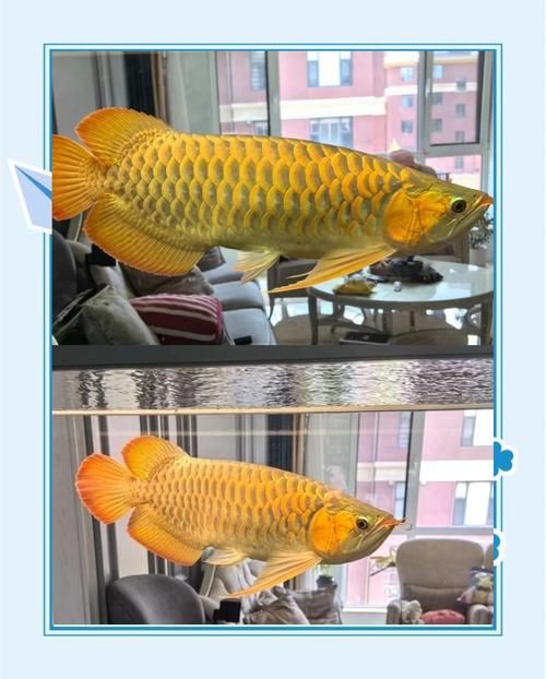 最貴的金龍魚有圖片嗎？，世界上最昂貴的寵物魚身價上萬元，網友：不值錢戶外蘭博萬