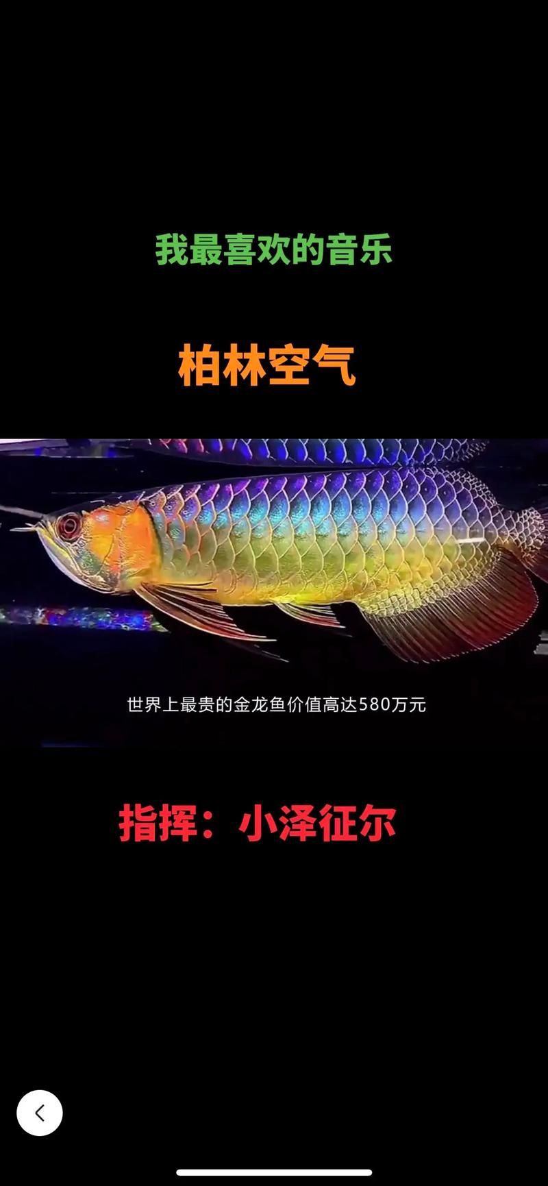 最貴的金龍魚有圖片嗎？，世界上最昂貴的寵物魚身價上萬元，網友：不值錢戶外蘭博萬