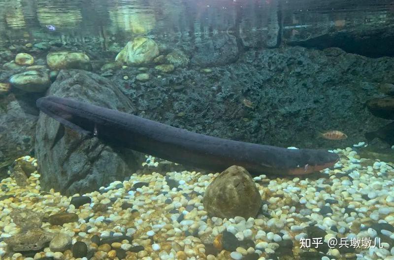 電鰻離開水會(huì)電死自己嗎，電鰻會(huì)電死自己嗎