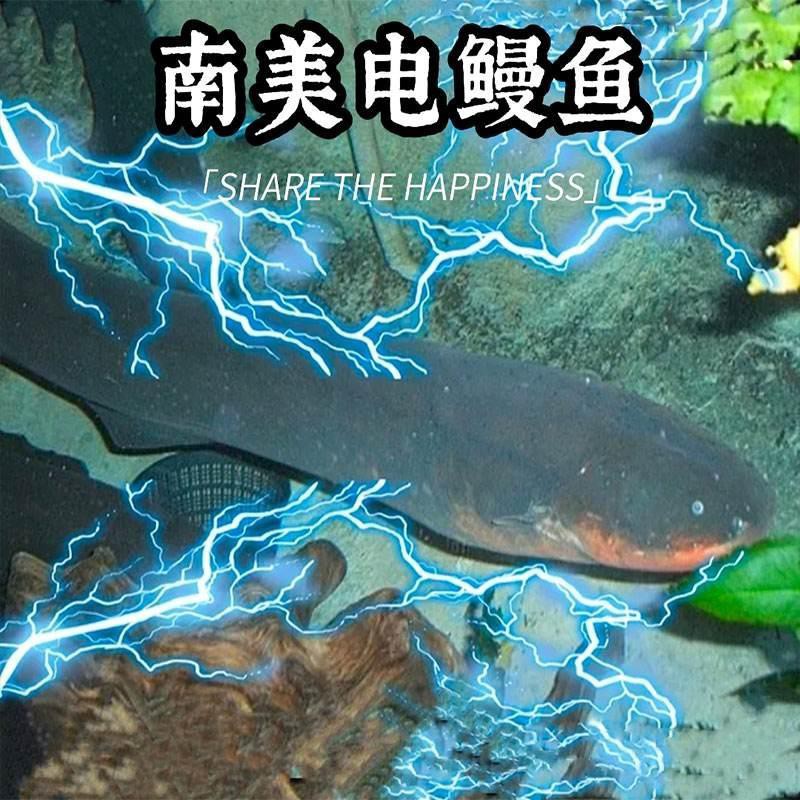電鰻離開水會電死自己嗎，電鰻會電死自己嗎