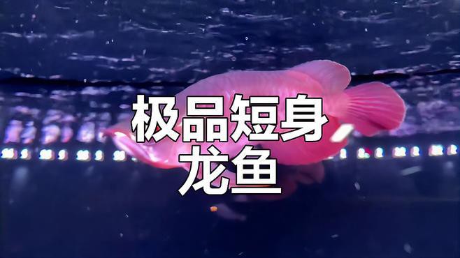 短身福龍魚視頻，短身福龍的視頻展示