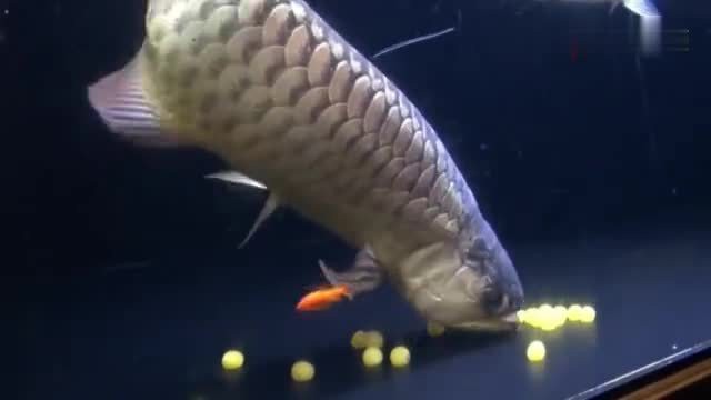 短身福龍魚視頻，短身福龍的視頻展示
