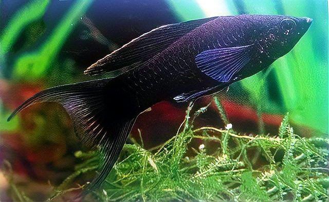 瑪麗魚什么顏色最貴，最貴的瑪麗魚品種 瑪麗魚什么顏色最貴，最貴的瑪麗魚品種 龍魚百科 第4張