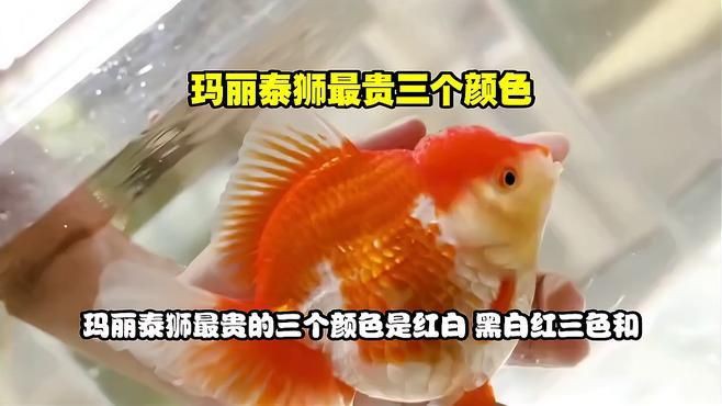 瑪麗魚什么顏色最貴，最貴的瑪麗魚品種 瑪麗魚什么顏色最貴，最貴的瑪麗魚品種 龍魚百科 第1張