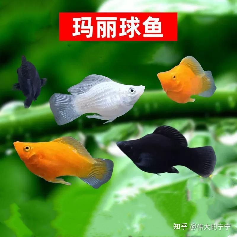瑪麗魚什么顏色最貴，最貴的瑪麗魚品種 瑪麗魚什么顏色最貴，最貴的瑪麗魚品種 龍魚百科 第5張