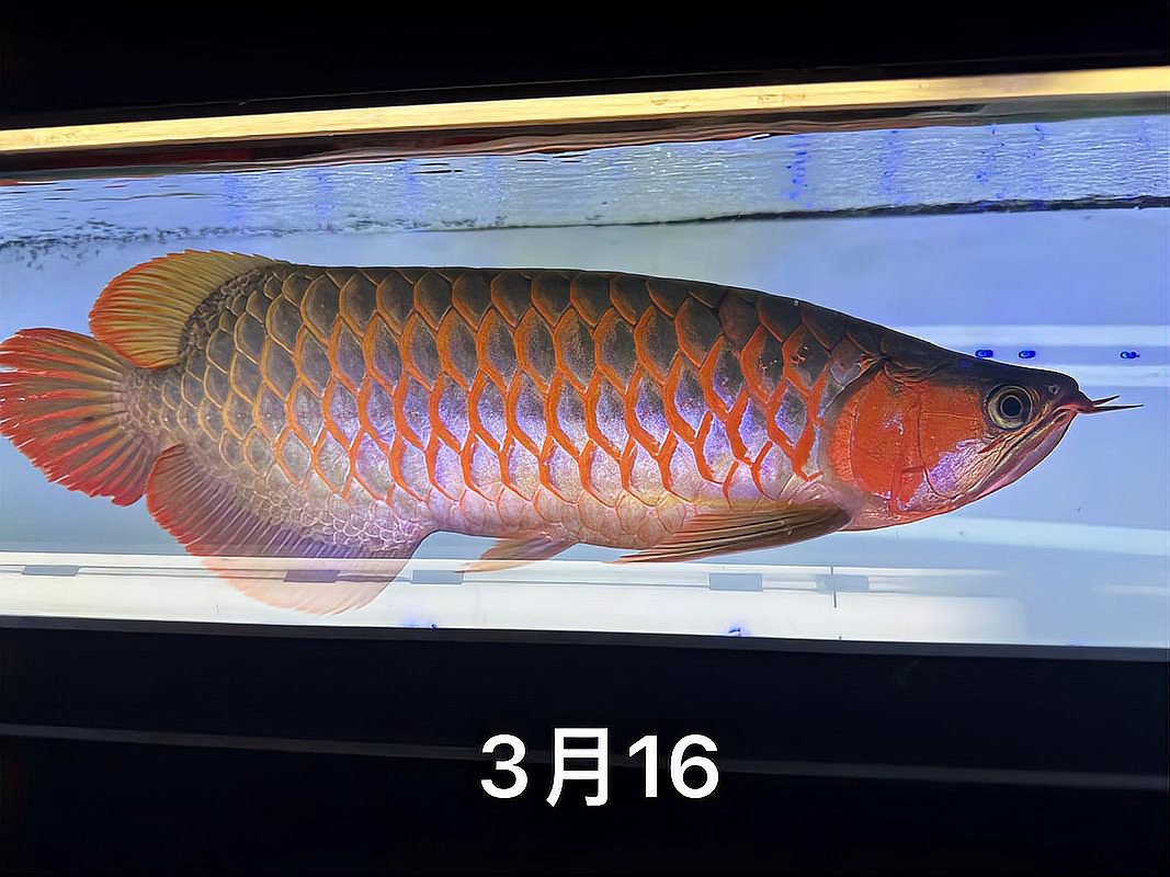 養(yǎng)一條銀龍魚代表什么，12,從不銀龍魚代表什么