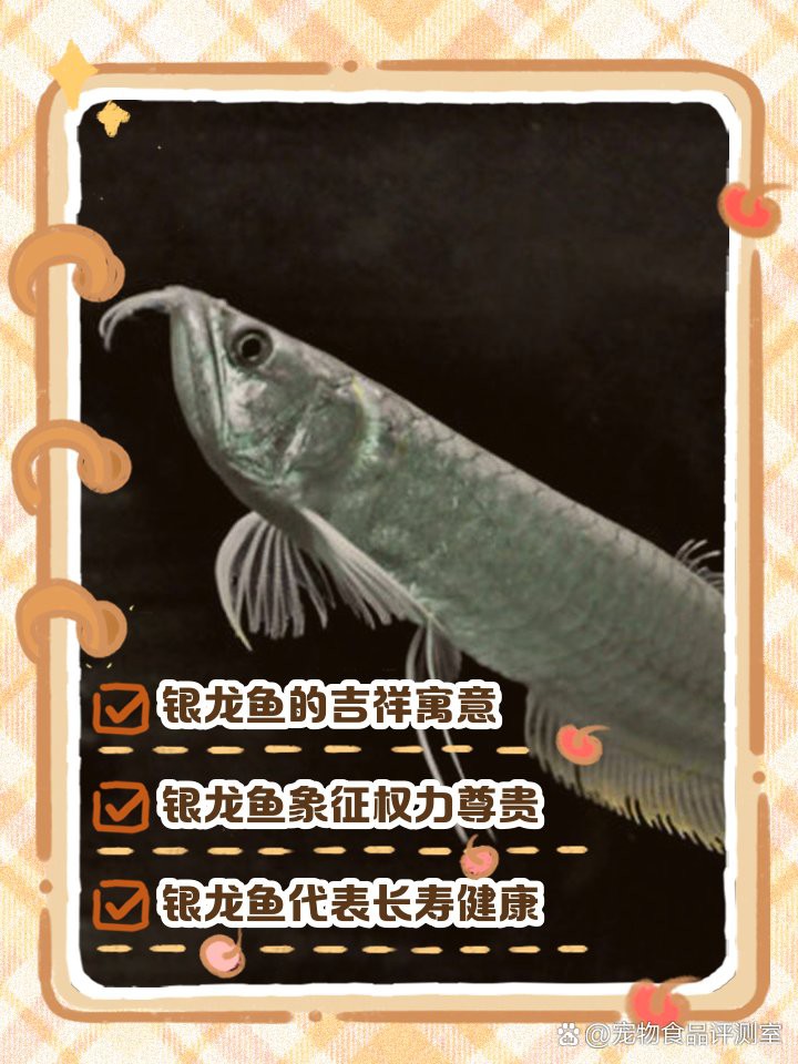 養(yǎng)一條銀龍魚代表什么，12,從不銀龍魚代表什么