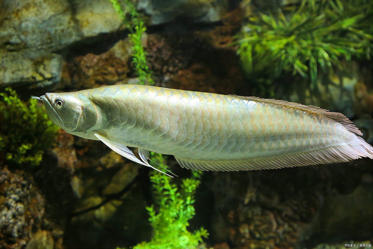 養(yǎng)一條銀龍魚代表什么，12,從不銀龍魚代表什么