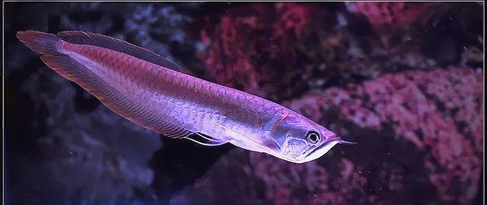 有沒有更詳細的龍魚價格表？，2025年龍魚價格走勢分析